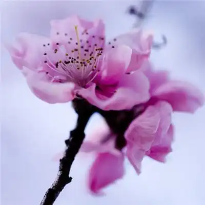 微信头像吉祥招财花朵 象征着好运的花卉头像精选