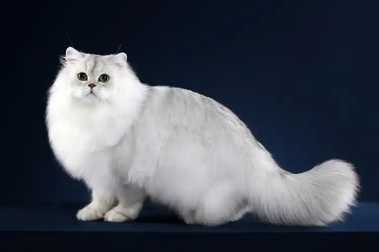 金吉拉猫有哪些颜色? - 醉琉璃