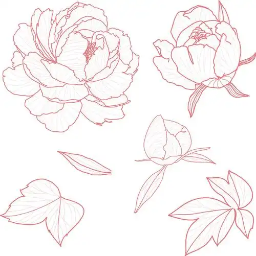 牡丹手绘线稿插图(牡丹,花,花卉,花朵,植物)手绘插图_北极熊素材库