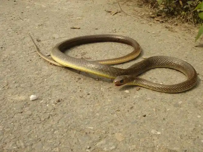 ptyas korros schlegel, 1837 细纹南蛇(过树龙