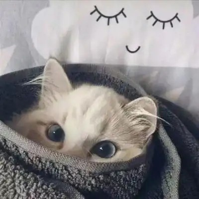 微信头像猫咪图片大全 用猫做头像的的女人和男人