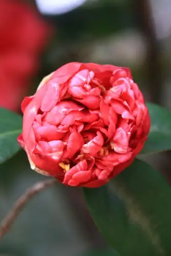 茶花篇2021/01/17日拍摄于华南植物园,拍摄制作ira,歌曲:山茶花.