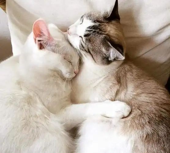 养两只猫咪的好处多多,一只猫的主人很难体会其中的快乐!