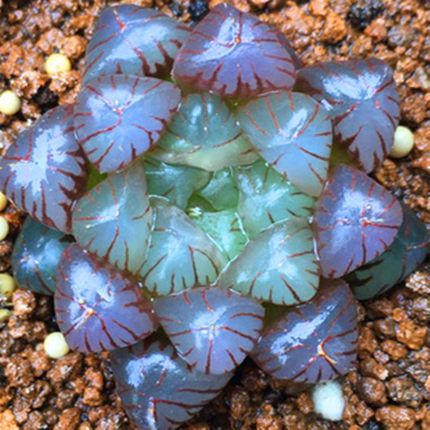 宝莲灯玉露彩色多肉植物稀有罕见品种大颗桌面多肉植物