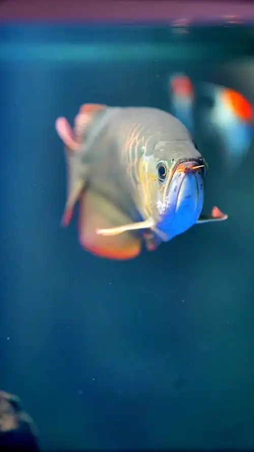 发一组龙鱼壁纸