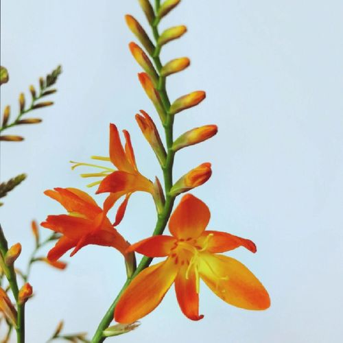 鲜花花束火焰兰真花鲜切花云南直发昆明基地直批水养插花10枝