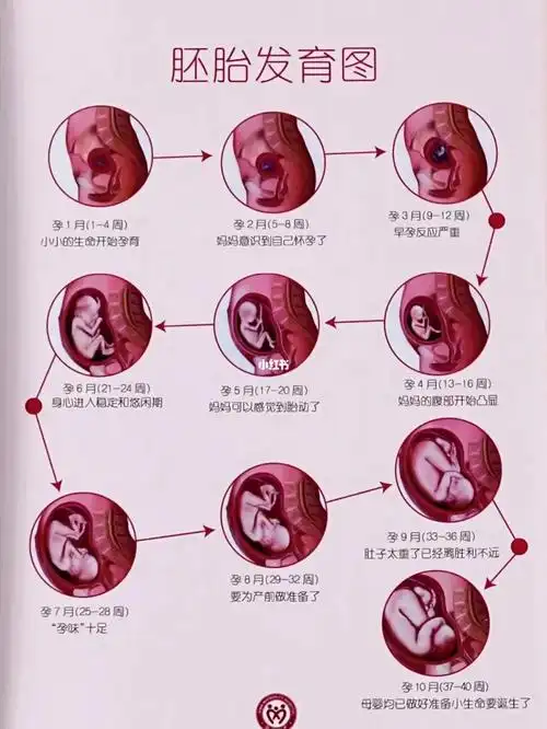 宝宝的生长发育