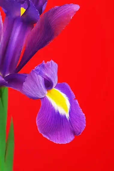 美丽的紫色花虹膜,在红色背景