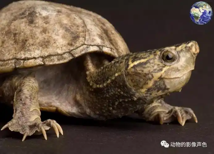 作为一种中大型的淡水龟,巨型麝香龟成体可以长到四十厘米的体长,与