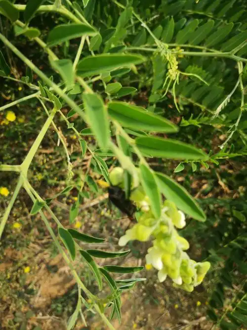 4年生半*生苦参 无农药化肥