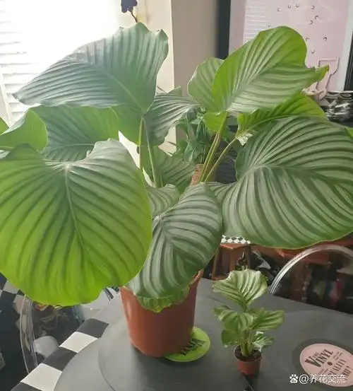 盆栽植物图片及名称(室内发财树怎么养才能更旺盛) 第8张
