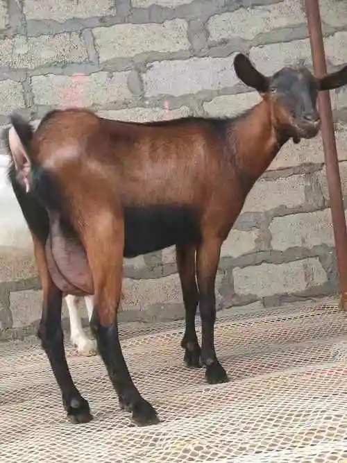 红鹿奶山羊,萨能奶山羊,瑞士黑奶羊,土根堡奶山羊等品种,奶山羊是乳用