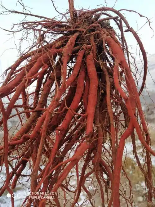 现挖新鲜野生丹参条整棵中药材紫丹参血参根丹参1斤装 2斤鲜丹参