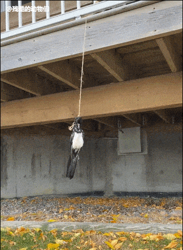 二篇①蜥蜴被鳄鱼追杀水上奔跑②熊掏出了驼鹿的胎③一只被吊死的鸟④