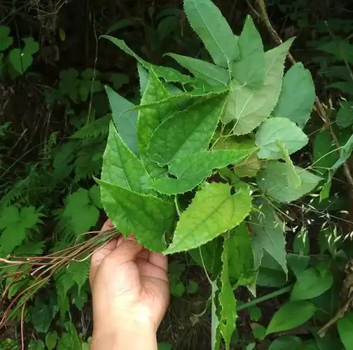 答应我:若见到这种叶片长有锯齿的植物,请此刻就要重视,别错过