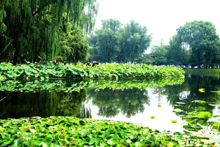 北京的夏天(三)一玉渊潭公园