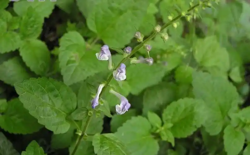 /i> georgi),别名山茶根,土金茶根,是唇形科黄芩属多年生草本植物