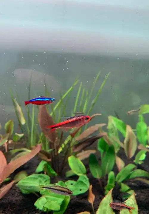 【灯科鱼】红火蚁配椒草