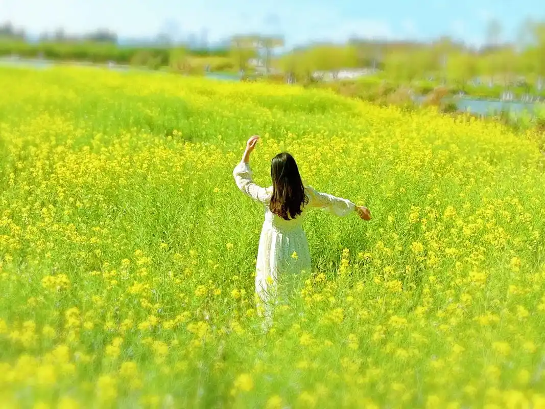 春风有信花开有期昆明也有唯美的油菜花海