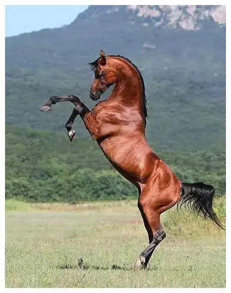 大家知道的不超3个|汗血马|土库曼斯坦|汗血宝马|孟加拉_网易订阅