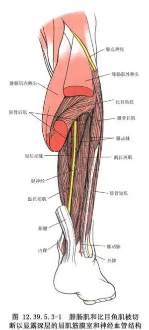 77 7适应症 胫骨后肌,腓骨长肌,长屈肌腱后置术适用于跟行足畸形.