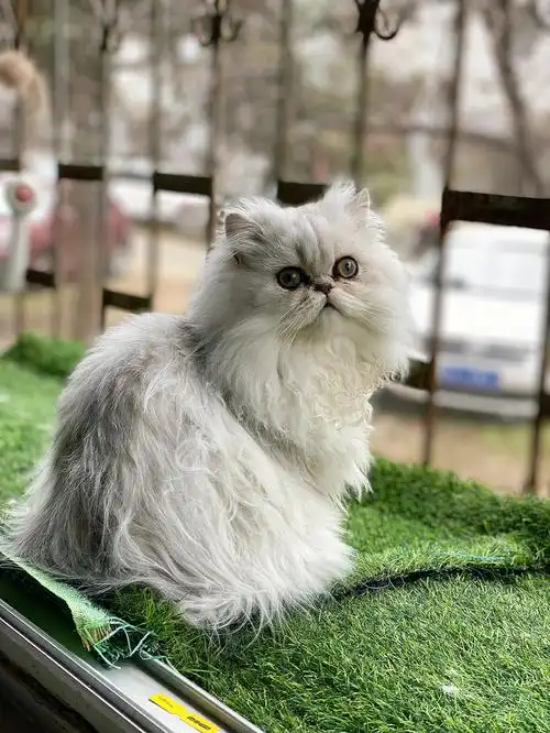 金吉拉难搞的胸毛毛