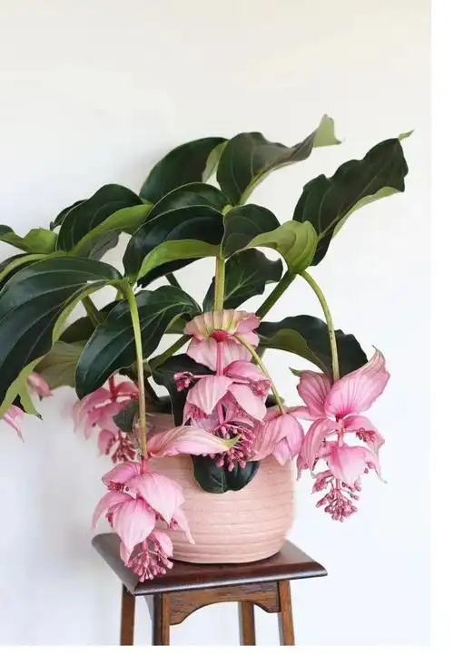 麦桑荷园艺宝莲灯 medinilla magnifica 花卉室内高档高端花卉盆栽