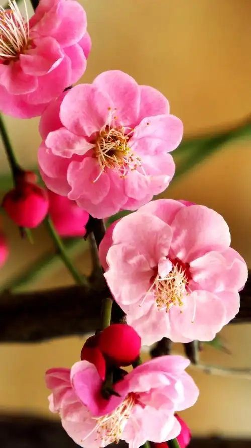 春的气息~王城公园梅花摄影作品(相机版横版)