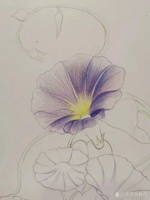 从素描到插画0基础 d100 牵牛花 彩铅步骤图 第89幅作品,喜欢的话可以