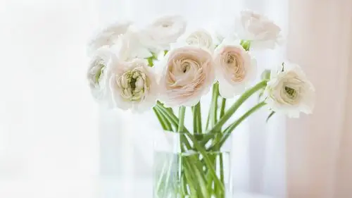 壁纸 毛茛花,花瓶,背景虚化 3840x2160 uhd 4k 高清壁纸, 图片, 照片