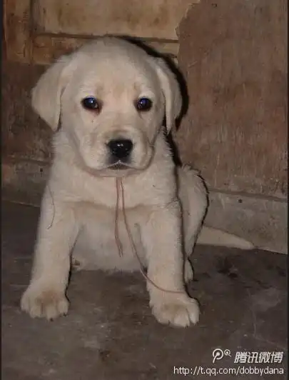 有人送了只拉布拉多幼崽 可是耳朵毛很长 请问是不是串儿了呀