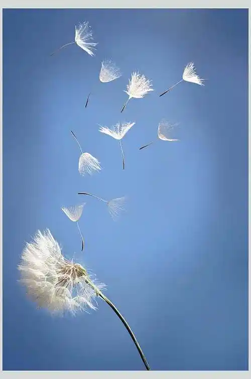 吹散蒲公英图片素材大全大图
