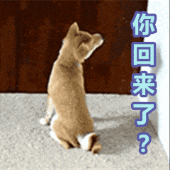 你回来了狗狗可爱欢喜gif动图_动态图_表情包下载_soogif