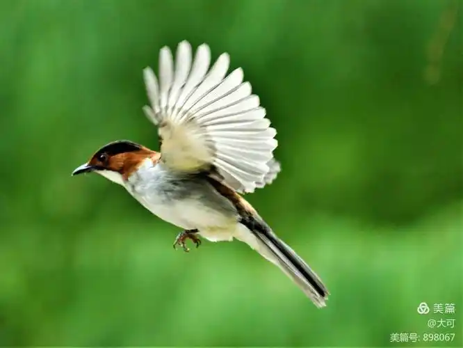 小鸟英姿,精彩飞翔.