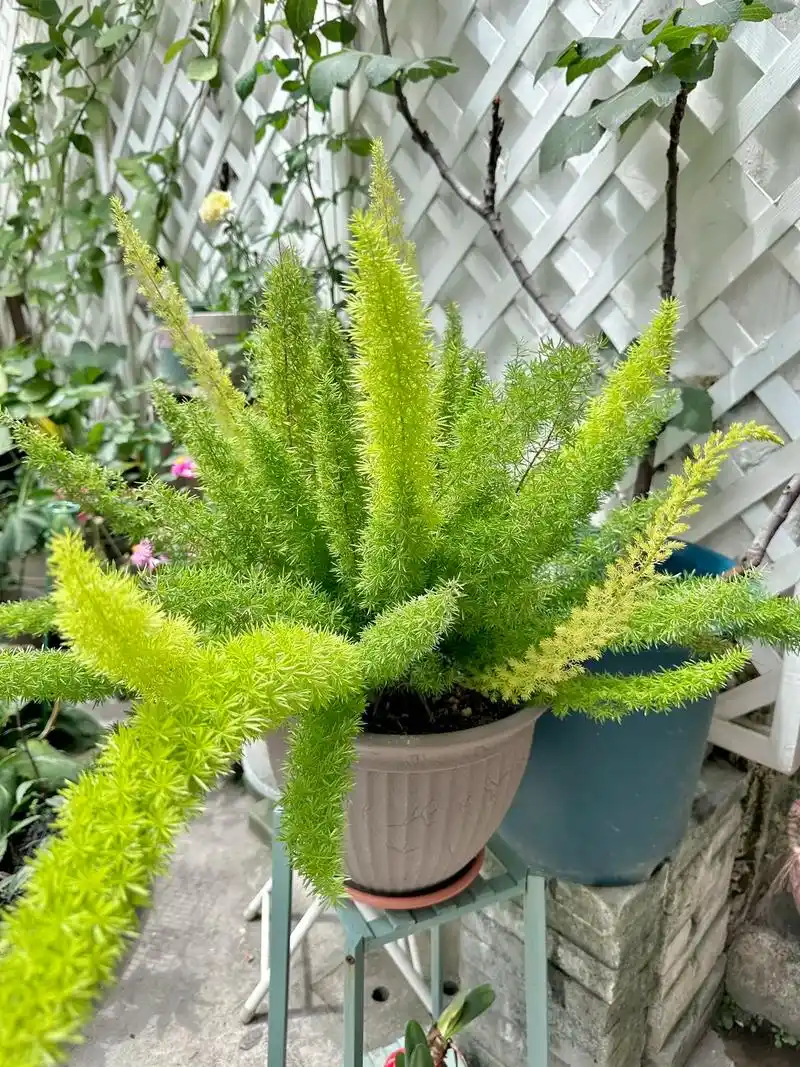 狐尾天门冬.#图文掘金计划 买了两年的狐尾天门冬 露天养耐晒 - 抖音