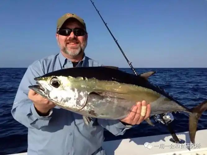 世界顶级金枪鱼大赏