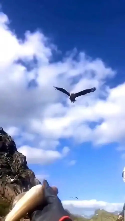 我要能像鹰一样自由自在的翱翔在天空 多么美啊