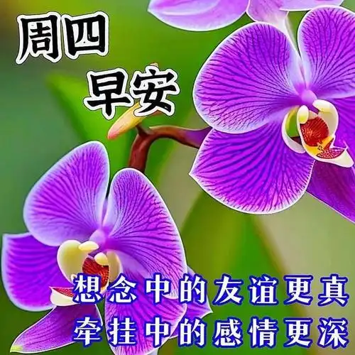 6月29日周四早上好周四早安祝福图片带早上好问候语新的一天吉祥如意