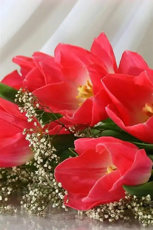 壁纸 红色郁金香,花束,花朵 2560x1600 hd 高清壁纸, 图片, 照片