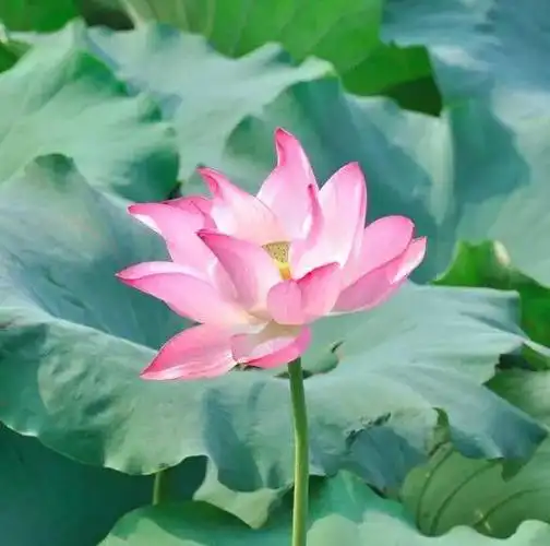 深圳人,你知道微信头像有多重要吗?自从换头像,我的微信