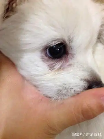 有些狗狗天生倒睫毛,也就是睫毛是往眼球方向生长的.