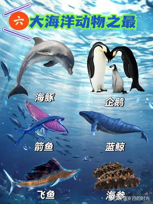 六大海洋动物之最|海洋动物知识科普98 兰色海岸大队长来给小朋友