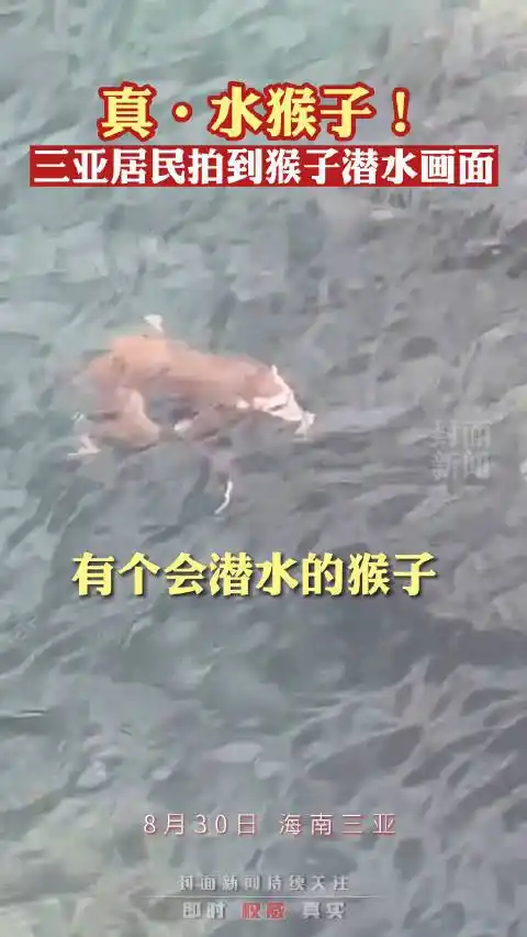 真水猴子三亚居民拍到猴子在海里游泳8月30日海南三亚居民拍到一只