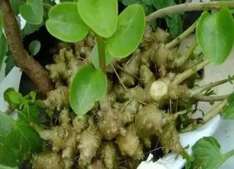 田七和三七的区别