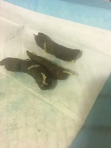 狗狗大便里有很多白色的虫该怎么办