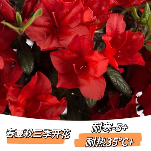 安库杜鹃红皇冠 中国红四季开花庭院阳台绿植室内耐寒杜鹃花苗酷