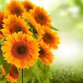 高清有意境的花朵头像唯美图片