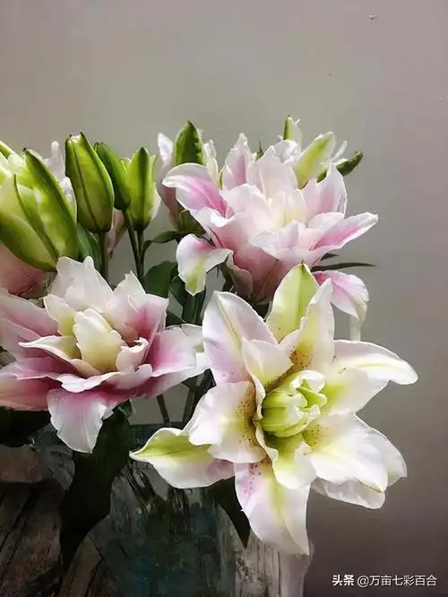 来一波美美的重瓣百合美图在今天大雪这个节气祝你开心快乐