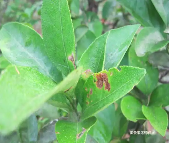 柑橘褐斑病的治疗方法有哪些(柑橘褐斑病的治疗方法有哪些呢)