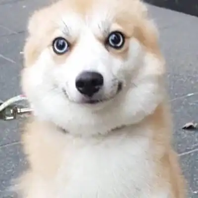 勉强微笑表情包